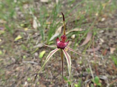 Caladenia reticulata
