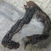 Mountain Slug Snake - Photo (c) Jonathan Hakim, some rights reserved (CC BY-NC)
