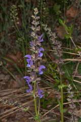 Salvia pratensis