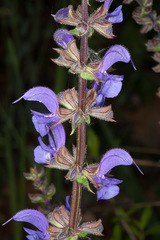Salvia pratensis