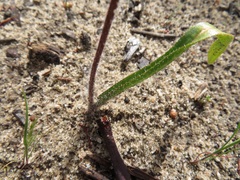 Caladenia reticulata