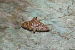 Prenesta fenestrinalis