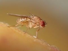 Drosophila repleta