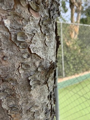 Cicada mordoganensis