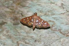 Prenesta fenestrinalis