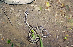 Vipera aspis zinnikeri
