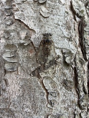 Cicada mordoganensis