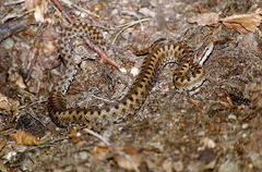 Vipera aspis zinnikeri