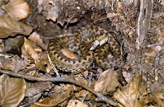 Vipera aspis zinnikeri