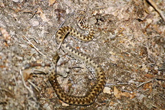Vipera aspis zinnikeri