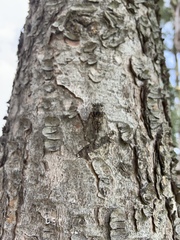 Cicada mordoganensis