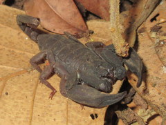 Scorpiops problematicus