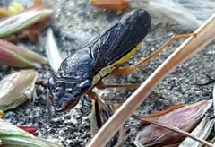 Homalodisca insolita