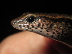 Scincella melanosticta