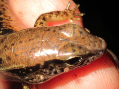 Scincella melanosticta