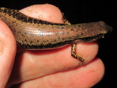 Scincella melanosticta