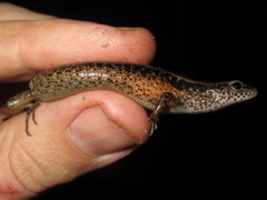 Scincella melanosticta