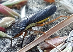 Homalodisca insolita