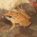 Limborg's Frog - Photo (c) Jonathan Hakim, some rights reserved (CC BY-NC), uploaded by Jonathan Hakim