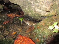 Limnonectes taylori