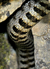 Vipera aspis zinnikeri