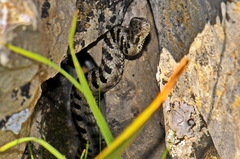 Vipera aspis zinnikeri