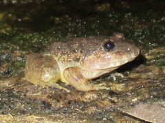 Limnonectes gyldenstolpei