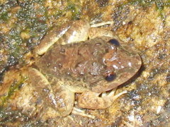 Limnonectes gyldenstolpei
