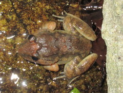 Limnonectes gyldenstolpei