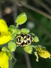 Eurydema