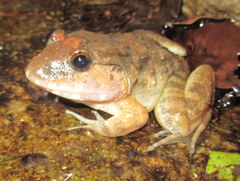 Limnonectes gyldenstolpei