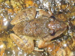 Limnonectes gyldenstolpei