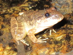 Limnonectes gyldenstolpei