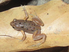 Micryletta