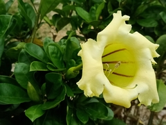 Solandra longiflora