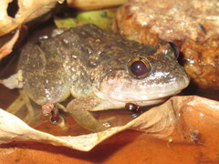 Limnonectes gyldenstolpei