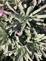 Tournefortia gnaphalodes