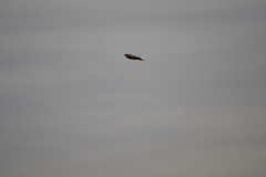 Euplectes progne