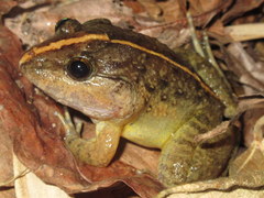 Limnonectes gyldenstolpei