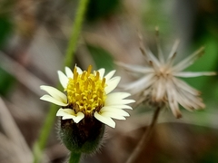 Tridax procumbens