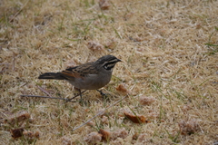 Emberiza capensis