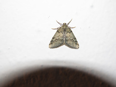 Tephronia lhommaria