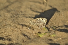 Hipparchia volgensis