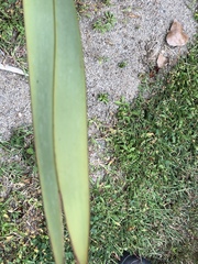 Phormium tenax