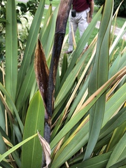 Phormium tenax