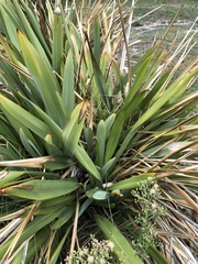 Phormium tenax