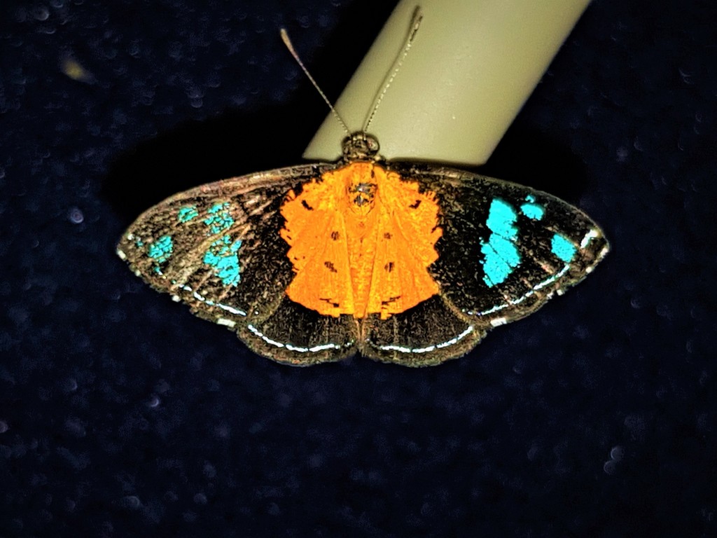 Argyrogrammana sticheli