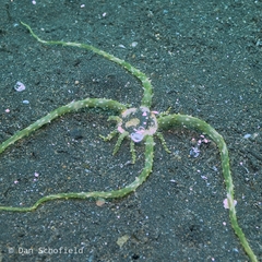 Actinostephanus haeckeli