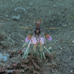 Odontodactylus latirostris