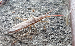 Protenor belfragei